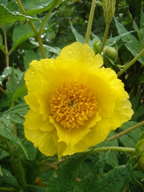 Paeonia delavayi var.lutea